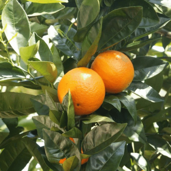 Alternative view of באלם גוף מסדרת Bee Lovely